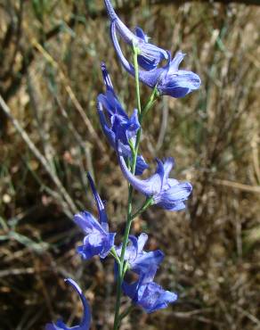 Fotografia 1 da espécie Delphinium halteratum subesp. verdunense no Jardim Botânico UTAD