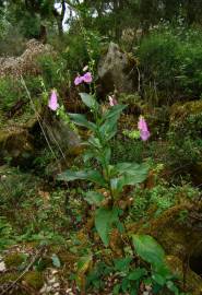 Fotografia da espécie Digitalis purpurea subesp. amandiana