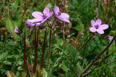 Fotografia da espécie Erodium aethiopicum