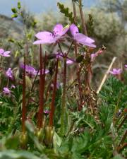 Fotografia da espécie Erodium aethiopicum