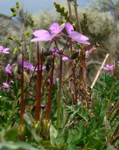 Fotografia de capa Erodium aethiopicum - do Jardim Botânico