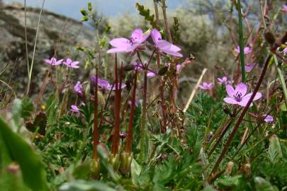 Fotografia da espécie Erodium aethiopicum