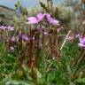 Fotografia 1 da espécie Erodium aethiopicum do Jardim Botânico UTAD