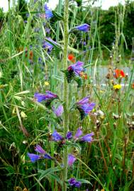 Fotografia da espécie Echium tuberculatum