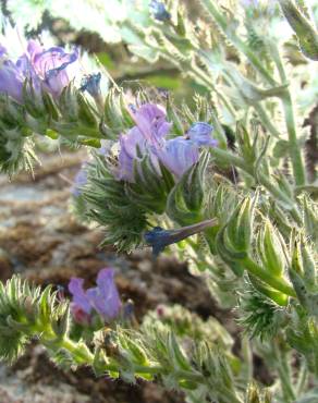 Fotografia 4 da espécie Echium tuberculatum no Jardim Botânico UTAD