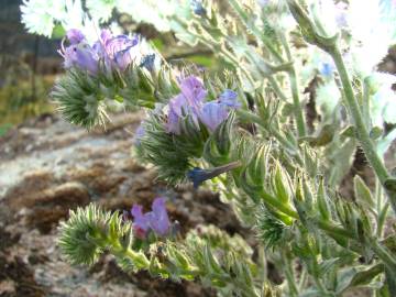 Fotografia da espécie Echium tuberculatum