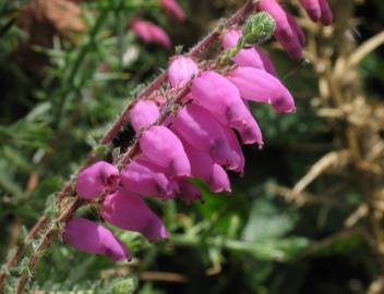 Fotografia da espécie Erica ciliaris