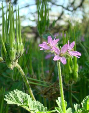 Fotografia 3 da espécie Erodium moschatum no Jardim Botânico UTAD