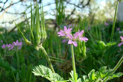 Fotografia da espécie Erodium moschatum