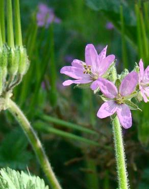 Fotografia 4 da espécie Erodium moschatum no Jardim Botânico UTAD