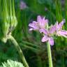 Fotografia 4 da espécie Erodium moschatum do Jardim Botânico UTAD