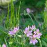 Fotografia 5 da espécie Erodium moschatum do Jardim Botânico UTAD