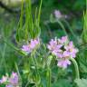 Fotografia 6 da espécie Erodium moschatum do Jardim Botânico UTAD