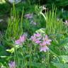 Fotografia 7 da espécie Erodium moschatum do Jardim Botânico UTAD