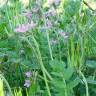 Fotografia 8 da espécie Erodium moschatum do Jardim Botânico UTAD