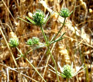 Fotografia da espécie Eryngium tenue