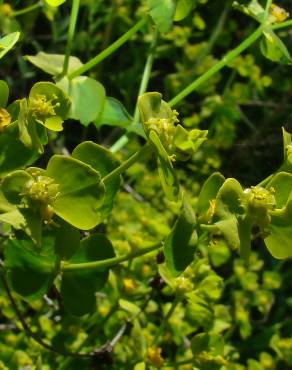 Fotografia 1 da espécie Euphorbia segetalis var. segetalis no Jardim Botânico UTAD