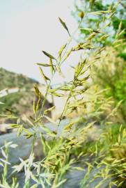 Fotografia da espécie Festuca duriotagana