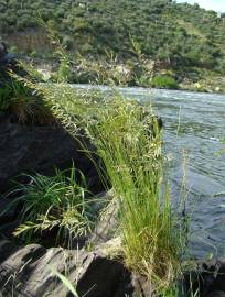 Fotografia da espécie Festuca duriotagana