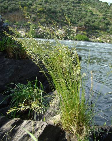 Fotografia de capa Festuca duriotagana - do Jardim Botânico