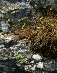 Festuca summilusitana