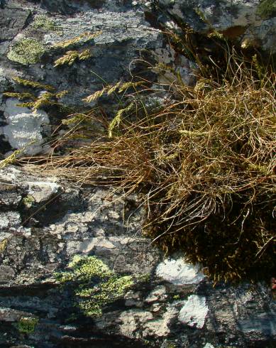 Fotografia de capa Festuca summilusitana - do Jardim Botânico