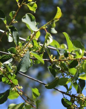 Fotografia 3 da espécie Frangula alnus no Jardim Botânico UTAD