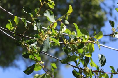 Fotografia da espécie Frangula alnus