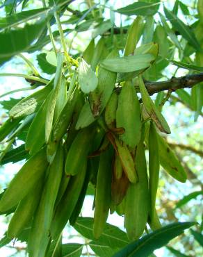 Fotografia 6 da espécie Fraxinus angustifolia subesp. angustifolia no Jardim Botânico UTAD