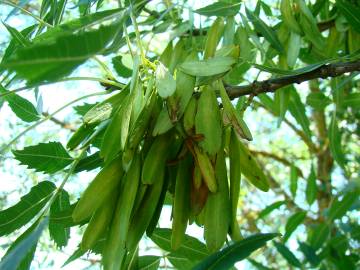 Fotografia da espécie Fraxinus angustifolia subesp. angustifolia