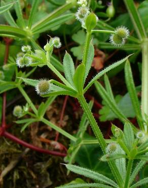 Fotografia 3 da espécie Galium aparine subesp. aparine no Jardim Botânico UTAD