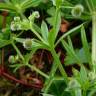 Fotografia 3 da espécie Galium aparine subesp. aparine do Jardim Botânico UTAD