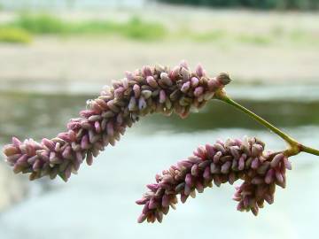 Fotografia da espécie Polygonum lapathifolium