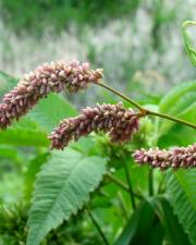 Fotografia da espécie Polygonum lapathifolium