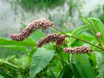 Fotografia da espécie Polygonum lapathifolium