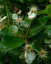 Fotografia da espécie Pyrus cordata