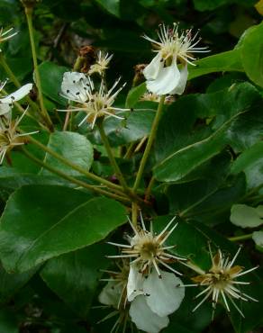 Fotografia 1 da espécie Pyrus cordata no Jardim Botânico UTAD