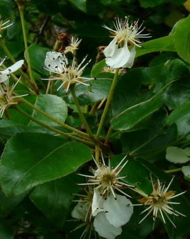 Fotografia de capa Pyrus cordata - do Jardim Botânico