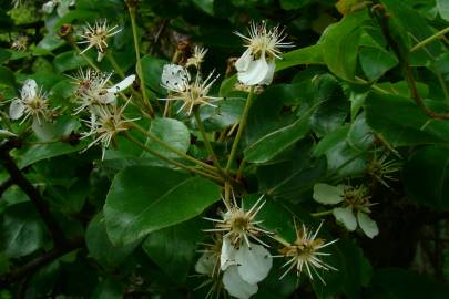 Fotografia da espécie Pyrus cordata