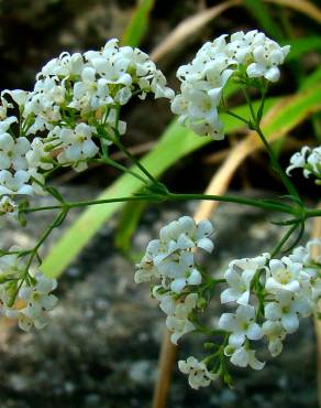 Fotografia 1 da espécie Galium glaucum subesp. australe no Jardim Botânico UTAD