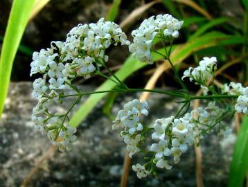 Fotografia da espécie Galium glaucum subesp. australe