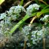 Fotografia 1 da espécie Galium glaucum subesp. australe do Jardim Botânico UTAD