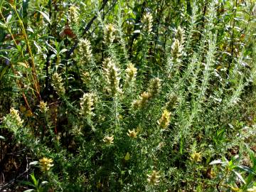 Fotografia da espécie Genista hirsuta subesp. hirsuta