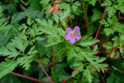 Fotografia da espécie Geranium robertianum subesp. purpureum
