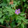 Fotografia 3 da espécie Geranium robertianum subesp. purpureum do Jardim Botânico UTAD