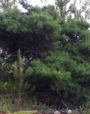 Fotografia 3 da espécie Hakea sericea no Jardim Botânico UTAD