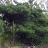 Fotografia 3 da espécie Hakea sericea do Jardim Botânico UTAD