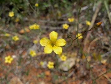 Fotografia da espécie Linum trigynum subesp. trigynum