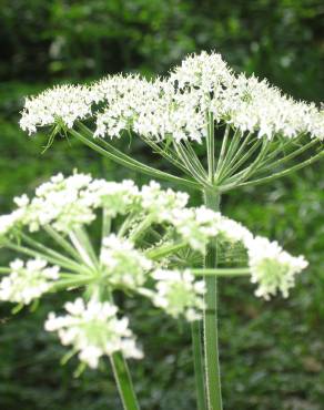 Fotografia 4 da espécie Heracleum sphondylium subesp. sphondylium no Jardim Botânico UTAD