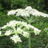 Fotografia 4 da espécie Heracleum sphondylium subesp. sphondylium do Jardim Botânico UTAD